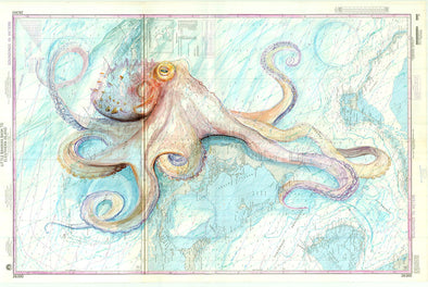 Bahamas Octopus