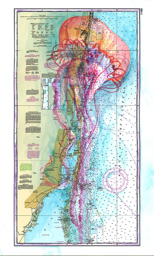 Fort Lauderdale Jellyfish