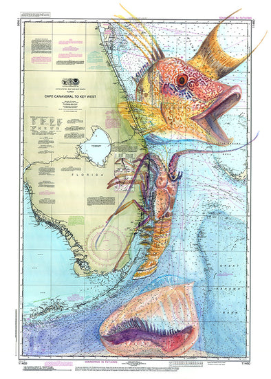 Florida Hogfish